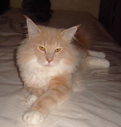 IC S Zimexis Phoebus Tristar